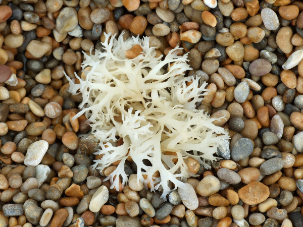 can kids take sea moss 2